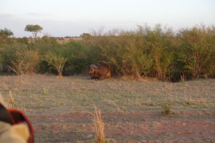 unadjustednonraw_thumb_13912