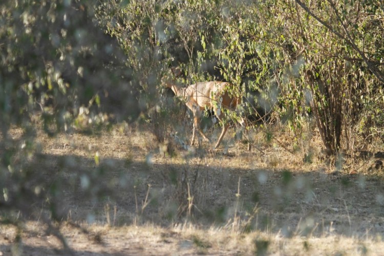 unadjustednonraw_thumb_13bc1