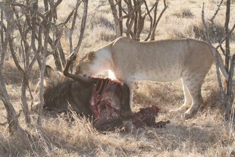 unadjustednonraw_thumb_13cba