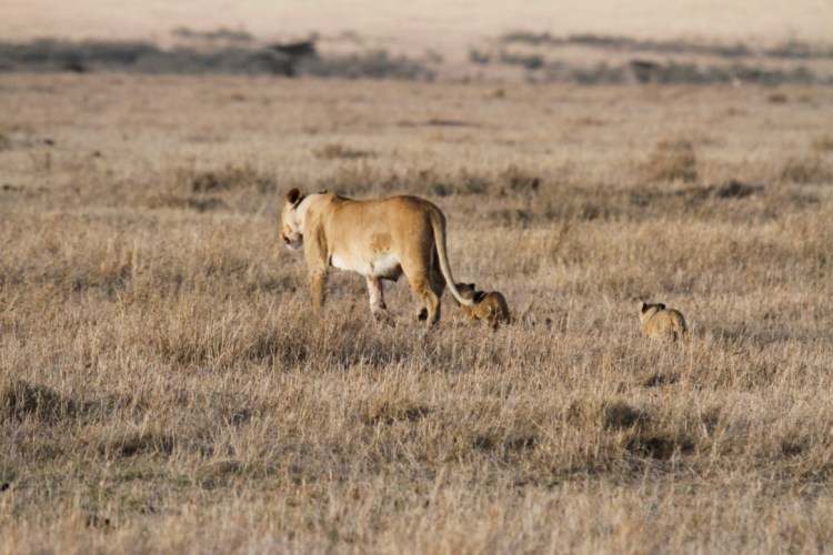 unadjustednonraw_thumb_13d08