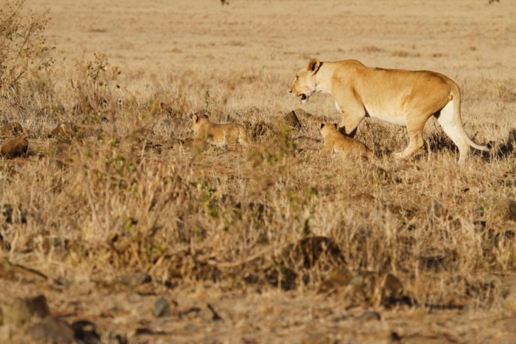 unadjustednonraw_thumb_13d10