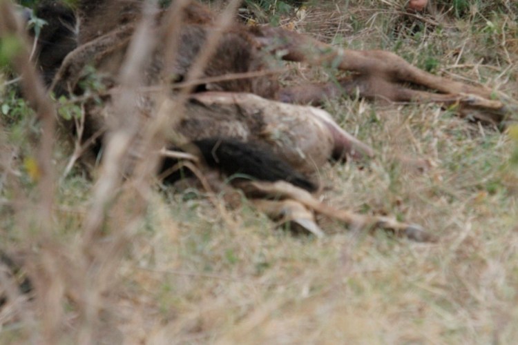 unadjustednonraw_thumb_13d91