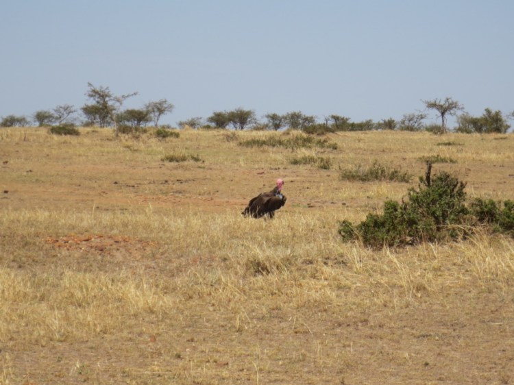 unadjustednonraw_thumb_13e21